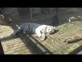 ホワイトタイガーの肉球　東武動物公園　white tiger