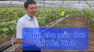 Hướng dẫn kỹ thuật cho vườn Nho mẫu đơn tại Hòa Bình !