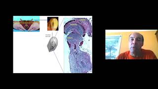 Daniel Tomsic: "Seeing it coming: Neuronal bases for collision avoidance behaviors"