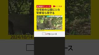 子ども「銃で撃とうとしてるの？」警察官「撃たない撃たない」住宅街の公園にシカ　警察官ら見守る　札幌市