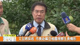 1080718新永安新聞-文旦將採收 市長赴麻豆柚園視察生長情形