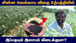 சின்ன வெங்காய விதை பயிர்ச்செய்கை மூலம் இப்படியும் லாபம் கிடைக்குமா | Srilanka | Capital Tv