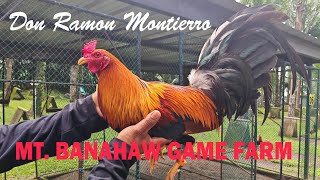 BANAHAW GAME FARM, Butcher, SBR ,Tornado hatch, Hulsey lemon #breeding #chicken #farming