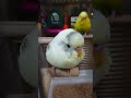 【可愛い】 まったり かわいい セキセイインコ youcut おしゃべり ハルクイン