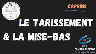 Le tarissement et la mise bas des chèvres