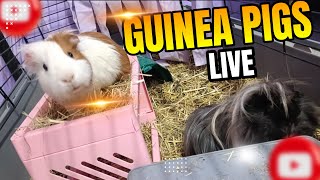 GUINEA PIGS LIVE - My two little hairy girls!