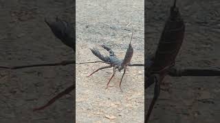 worms,scorpion, worm's video, insects, WhatsApp status,