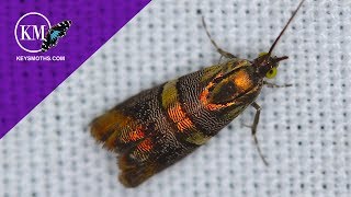 Metallic Colorful Moths Found in South Florida!