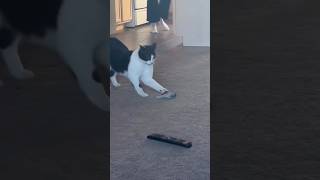 Funny cat and dogs 😂😂 episode 146 #cat #pet #cats #funny #shorts