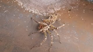 【虫】クサグモ(コモリグモから修正)20201216（spider）