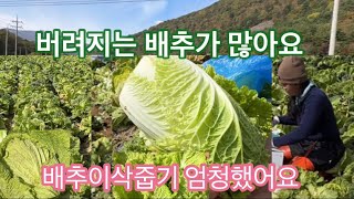 배추작업끝난곳애 버려지는 배추가 엄청많아요 배추가 아깝네요 배추이삭줍기 엄청많이 했어요.