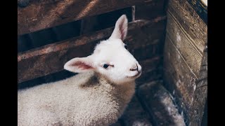 What does "Propitiation" mean?