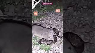 شاهد .. فأر يهين ثعبان 🐍