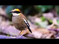 malayan banded pitta agile legs change of mood according to the weather