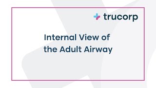 Internal View of the Adult Airway