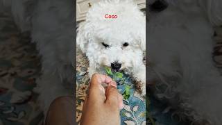 #bichonfrise #coco #cute #doglover #pets