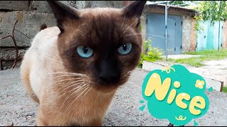 Siamese Cat and Homeless #cats #cutecat #hungrycats