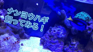 ナンヨウハギ飼ってみる！