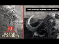 Cape Buffalo and Plains Game Safari