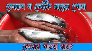 কোরাল বা ভেটকি মাছের পোনা | কোথায় পাওয়া যায় কোরাল মাছের পোনা | @Fish Seller Fish Farm