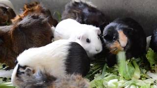 モルモット達のご飯タイム2017.09.02（埼玉県こども動物自然公園/SaitamaChildrensZoo）