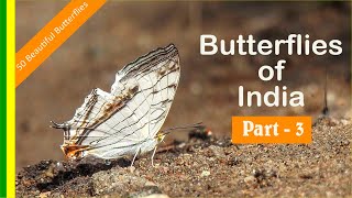 Butterflies of India - Part 3 (Natural Sounds) (HD Quality)