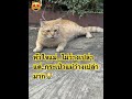 แมวส้มจอมซน cat แมว family catlover catsfamily แมวน่ารัก funny cutecat thaicats แมวส้ม