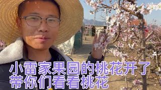 小雷家果园的桃花开了，带你们看看桃花-小雷园长