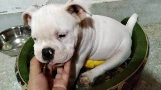 อเมริกันบูลลี่ ชีวิต 1 วันของกะทิ นอน 20 เล่น 2 กิน 2 กะทิเหนื่อย [American Bully]