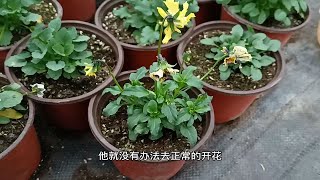 想让角堇冬天开满花，4点做好就可以了，轻轻松松开花爆盆