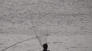 かなりの大物魚か？　釣り竿がしなる！