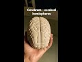 brain cerebrum cerebral hemispheres largest part of brain