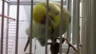 Budgies shredding pine branch