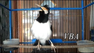 Playtube Pk Ultimate Video Sharing Website