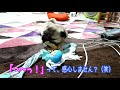 うちのパグ（子犬）とにかく食べることが大好きなんです（笑） pug video.