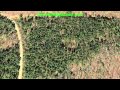 How To Find Deer: Deer Bedding Areas In Pine Thickets How To Find Deer: Deer Bedding Areas In Pine Thickets