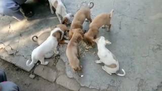 Puppy (Galudiya)