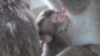 [#06] 2021.08 高崎山自然動物園 アマビエ生後3ヶ月