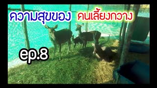 ความสุขของ #คนเลี้ยงกวาง ep.8 #rusa deer #กวางรูซ่า #เลี้ยงง่าย #สัตว์เศรษฐกิจ #อดัมฟาร์มกวาง