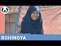 WIKITONGUES: Shahida speaking Rohingya