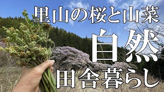 【標高800ｍの田舎暮らし】里山の桜がもうすぐ満開に。春の山菜わらび採り。自然豊かな田舎暮らしの心境。やすまるだしで和風ミートソース作り｜村暮らし｜移住｜料理