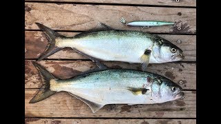 Montenegro Spinning - Bluefish live strike on Spasm lure