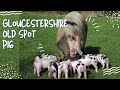 Gloucestershire Old Spot Pig : Amazing Heritage Pork perfect for Pasture