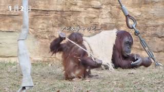 アピちゃんはもうすぐ2歳7ヶ月・オランウータン