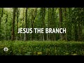 Jesus the Branch | Audio Reading | Our Daily Bread Devotional | October 21, 2024