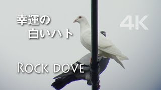 野鳥撮影・ 幸運の白いハトを発見！