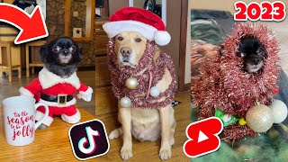 Josh Puddin And Dozer Christmas Video Compilation!!