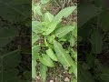 anak pokok durian blanda atau sirsak