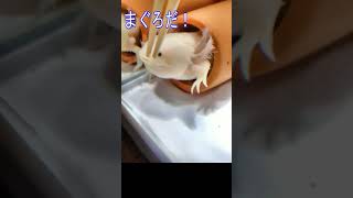 【うぱさん】久々にマグロごはんを食べるウーパールーパー★ちょっと太った？