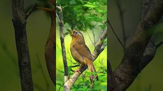 Peaceful Sparrow Resting on a Tree | Nature’s Beauty in 15 Seconds! 🐦🌿 #viralbirds #naturelovers